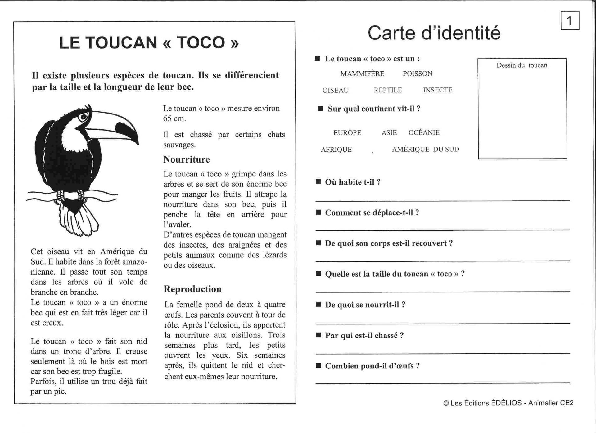 Texte Documentaire Cm2 Questions Pdf le Toucan